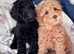 Poodle puppies available