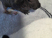 2 skinny pig boys ready to reserve