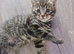 Beautiful tabby boy