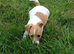 Jack Russell