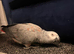 Tame red factor African grey
