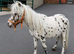 2 Colts And 2 Fillys Dun and Spotted " Mare Miniature Horse