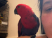 10 month old female Electus