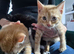3 kittens