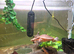 Pink Bellied Sideneck Turtle For Sale