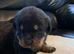 Rottweiler puppies