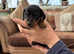 Beautiful mini dachshunds!! ALL SOLD