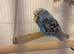 budgies