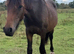 Lovely cob x Hanoverian yearling colt