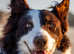 Chocolate & White Border Collie STUD - PROVEN & HEALTH TESTED