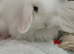 Mini lops/raised indoors/ vaccinated