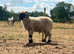 Valais black nose Ram for sale