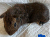 Lovely baby Guinea pigs