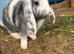 Female lop