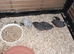 Chinese painted quail