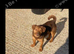 Jack Russel boy puppy there dad from much when lock