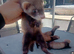 6 Jill's ferrets