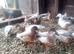 call ducks x 19