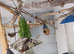 10 zebra finches for sale
