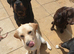 Kc registered cream labrador boy
