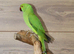 Baby Green Ring necks,28