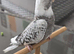 Baby Whteface Cockateil for sale