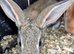 Pure bred Rex bunny's