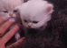 Teddy face kitten pure breed