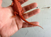 Red monster baby bearded dragons