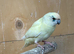Female kakariki