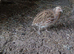 Organic fertile quails eggs