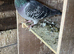 Quality racing pigeons, stock birds for sale