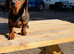 1 female teckel puppy for sale 14 weeks old