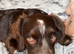 Beautiful boy for rehoming