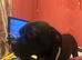 Female staffy cross frenchie black and white