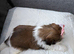 Shih Tzu Puppies