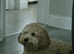 1yr old Male Cavapoo