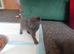 Kittens for sale
