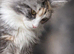 GCCF Active Maine Coon boy
