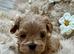 Unique Teacup Asian Maltipoo Puppies , DNA tested parents