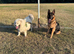 Beautiful dogs for sale