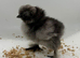 Day old silkie chicks
