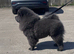 Stunning blue chowchow