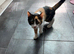 Domestic short hair calico kitten