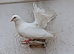 Garden Fantails
