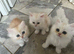 Beautiful Fluffy Persian &ndash; Ready to Reserve