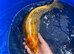 English koi / Ghost