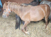Chestnut welsh section A Colt