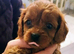 Cavapoo Puppies Red ️!!!.