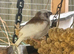 Zebra finches